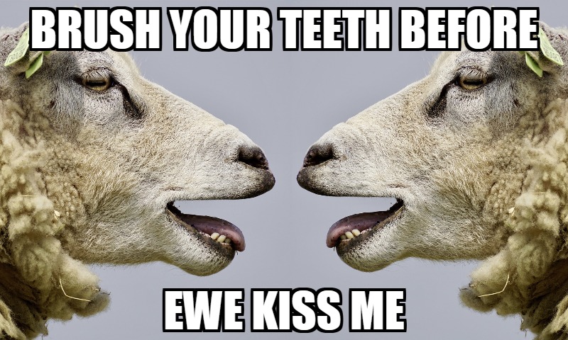 Meme Monday - Ewe